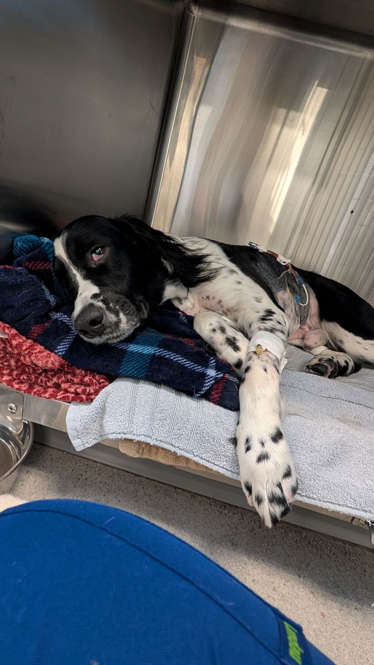 About the Nose To Tail campaign on Bonfire 6