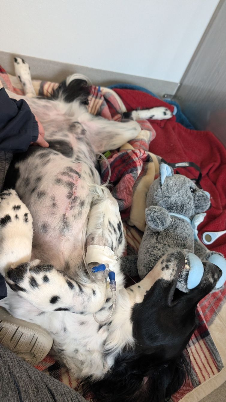 About the Nose To Tail campaign on Bonfire 8