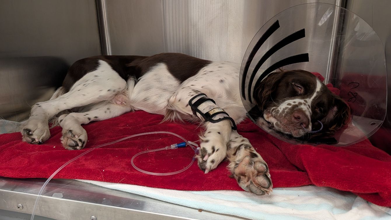 About the Nose To Tail campaign on Bonfire 2