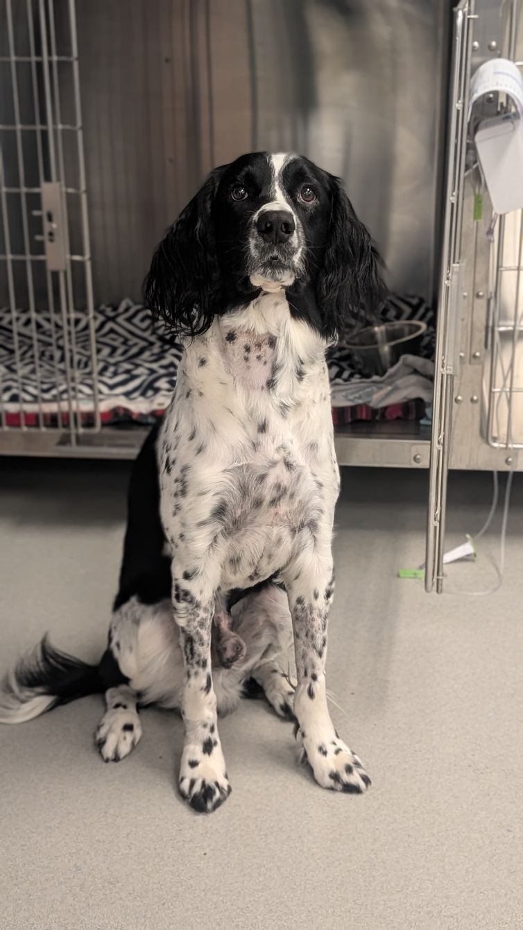 About the Nose To Tail campaign on Bonfire 10