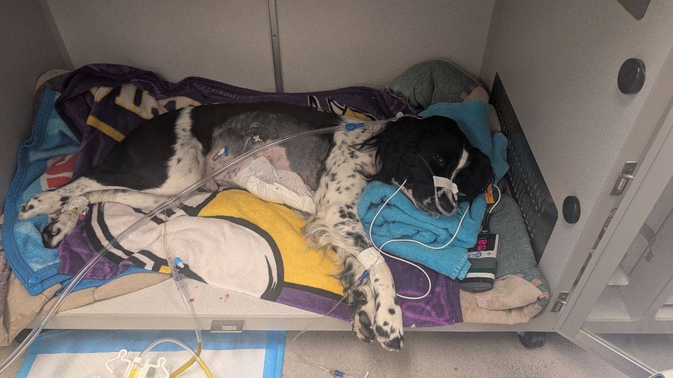 About the Nose To Tail campaign on Bonfire 4