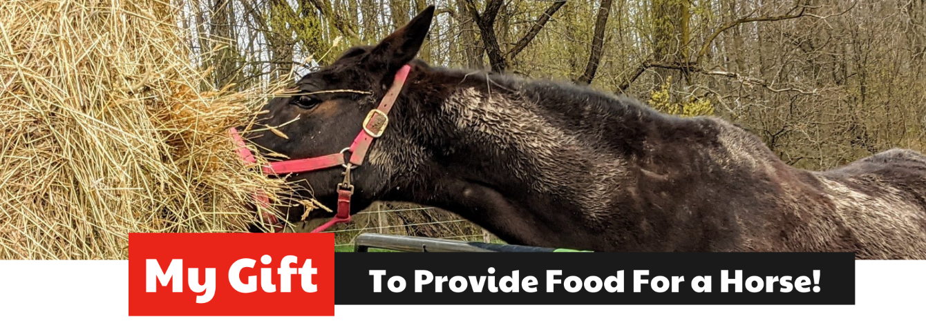 About the Phoenix Rising Equine Rescue Fashion Passion campaign on Bonfire 2