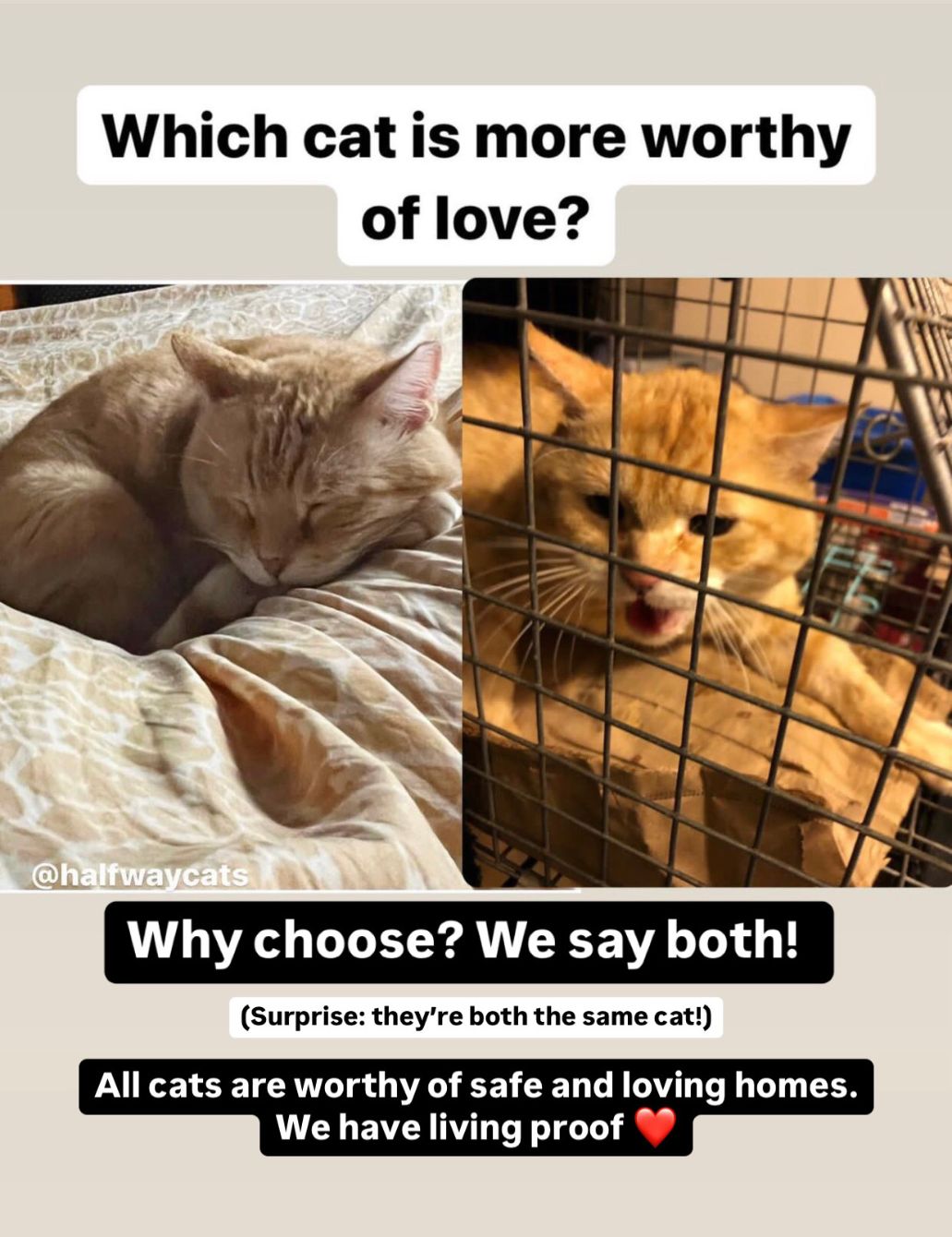 About the Halfway Cats Fundraiser campaign on Bonfire 2