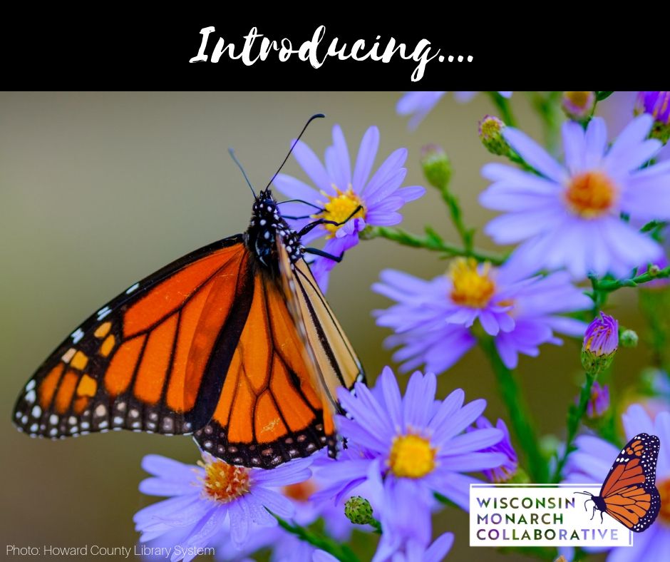 About the Wisconsin Monarch Collaborative Tees/Hoodies campaign on Bonfire 0