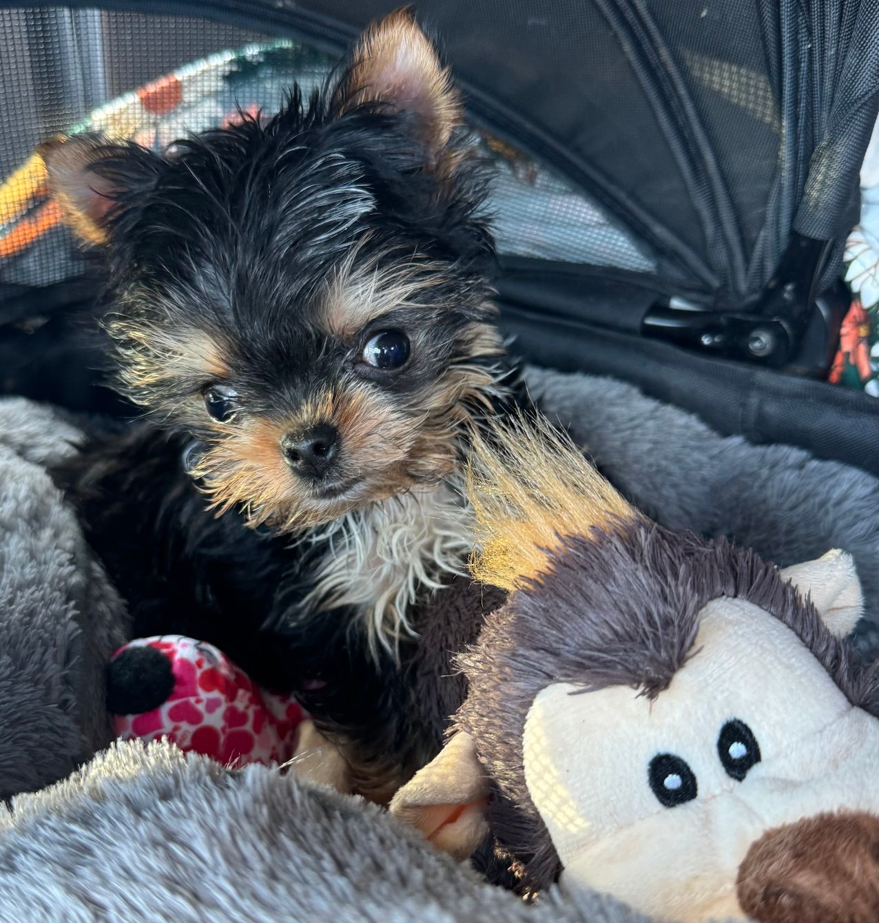 About the Ralphie ? campaign on Bonfire 2