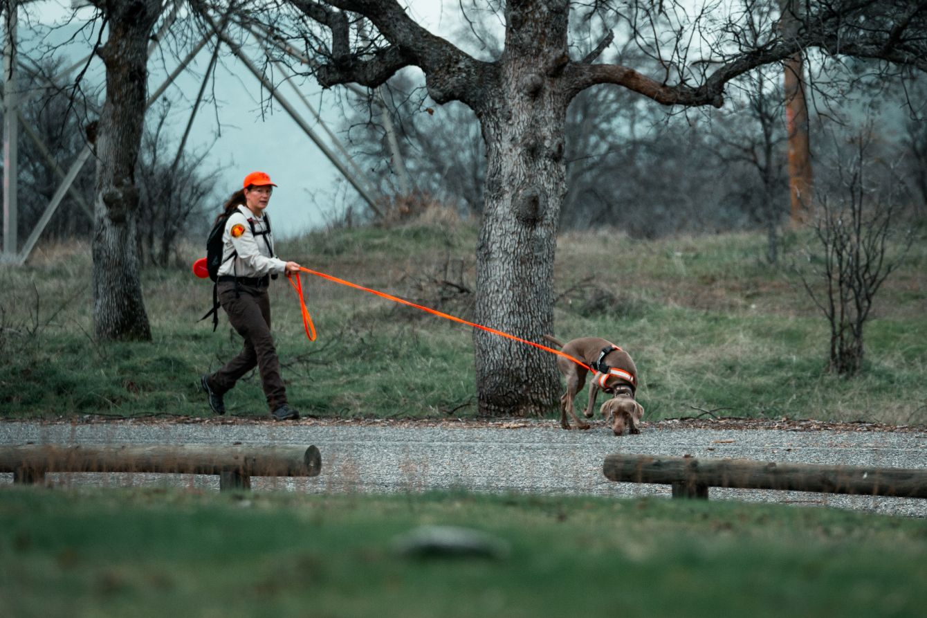 About the Search and Rescue K9s campaign on Bonfire 2