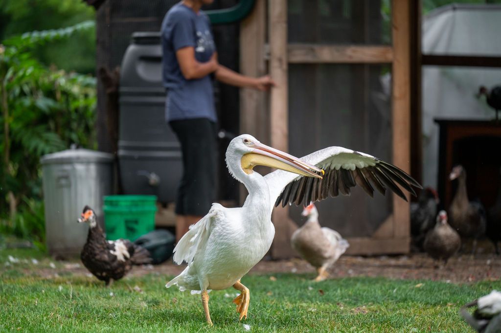 About the Our Friend Wesley 2.0! campaign on Bonfire 2