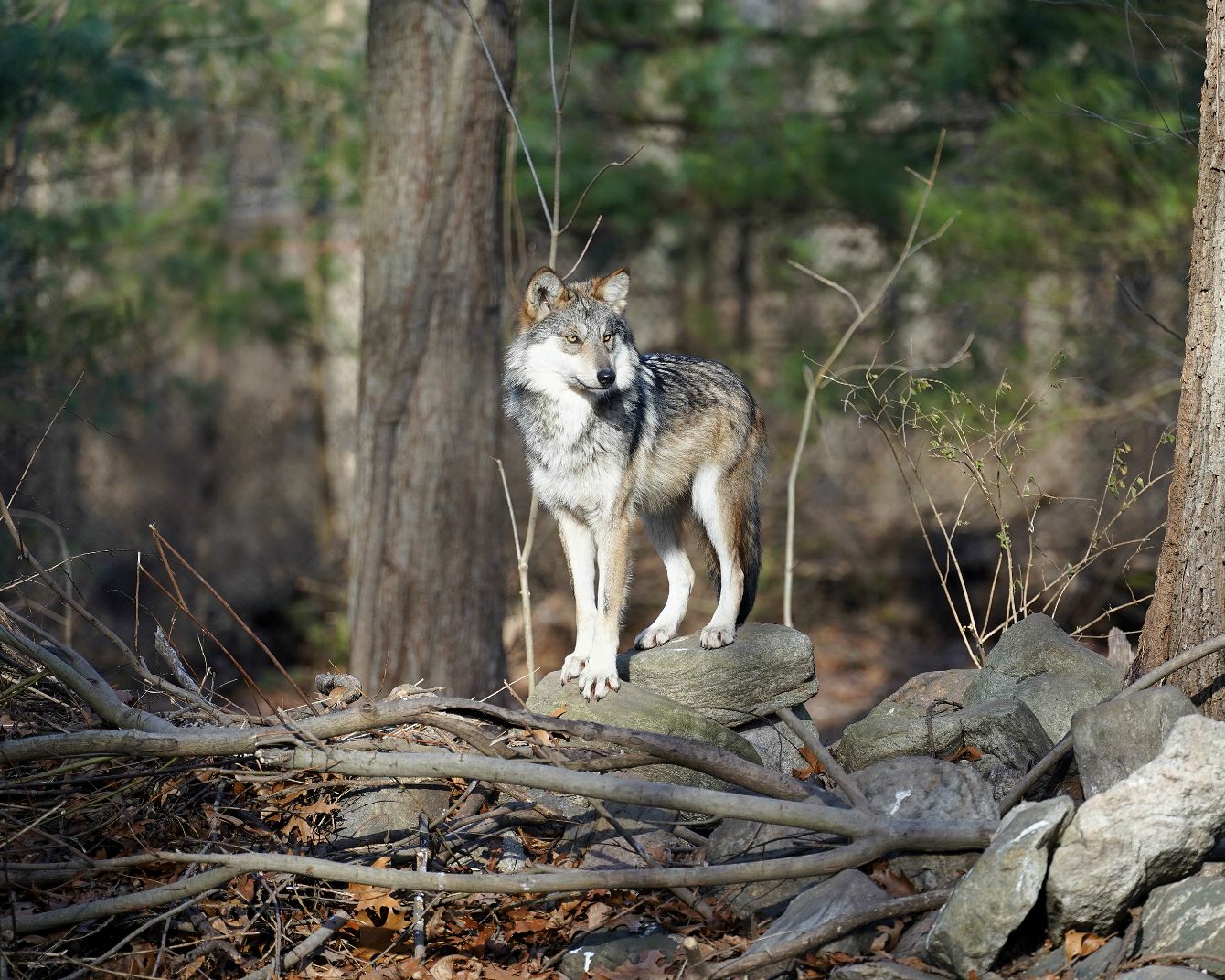 About the Lobo Week 2026 campaign on Bonfire 3