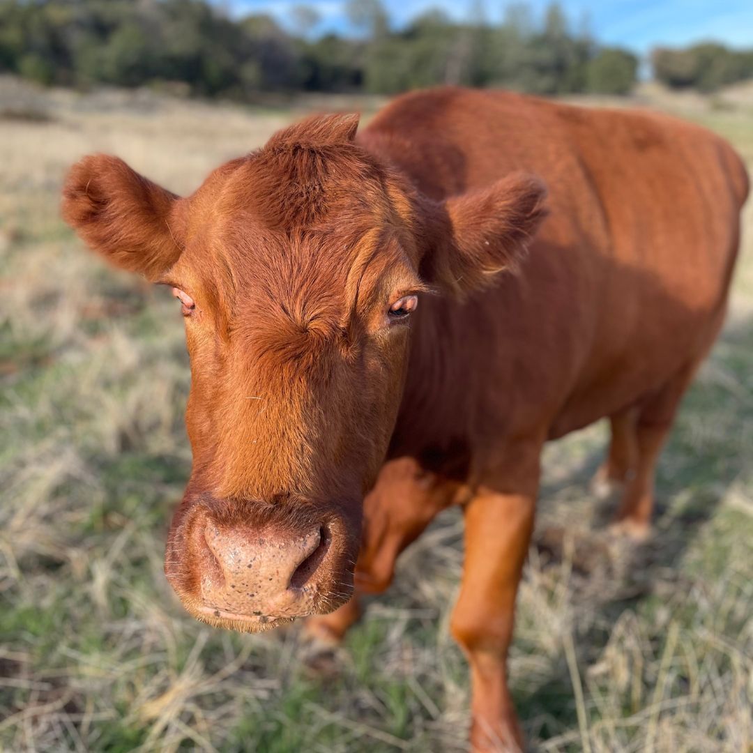 About the Be Kind to All Kinds campaign on Bonfire 2