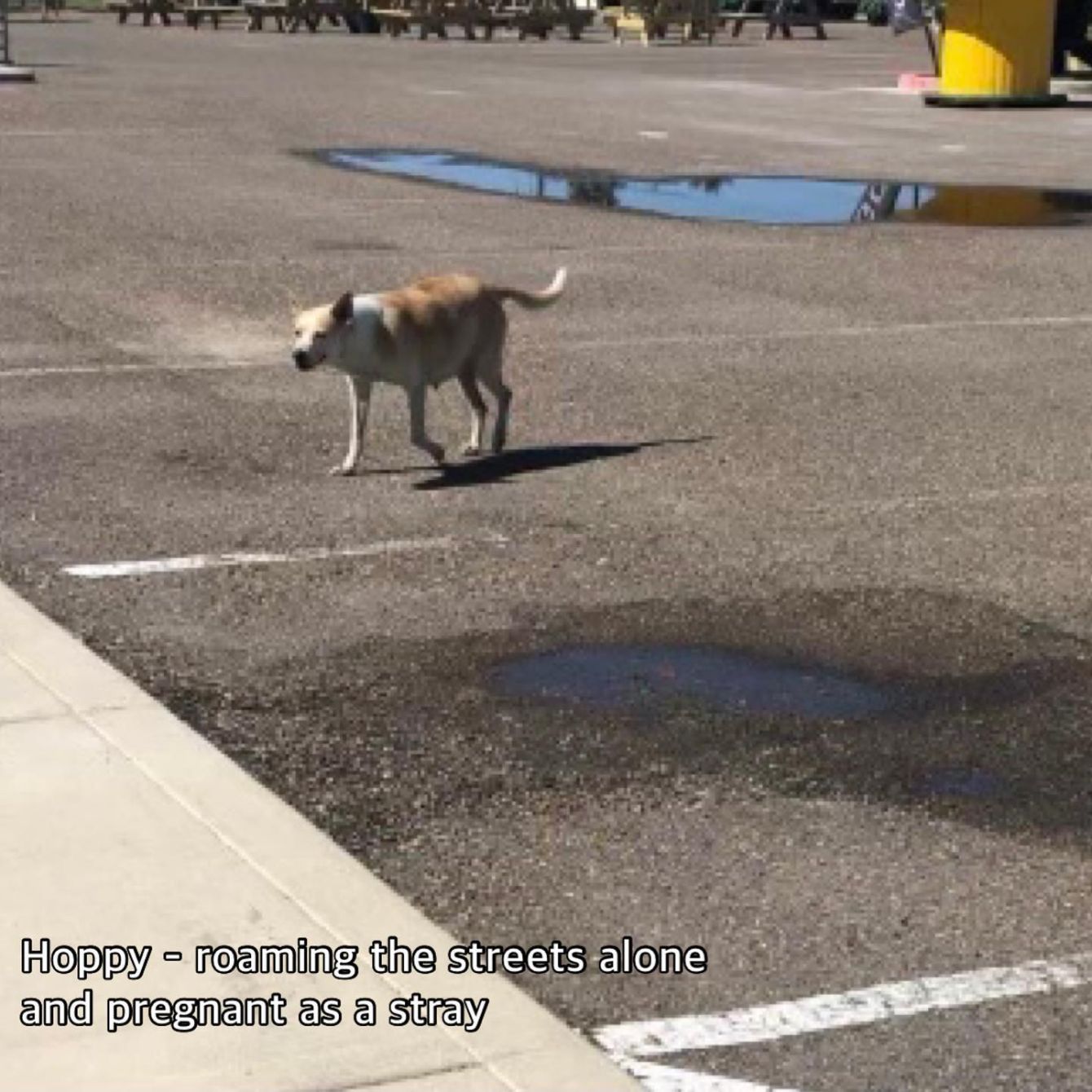 About the Love Dogs More - Black Design campaign on Bonfire 2