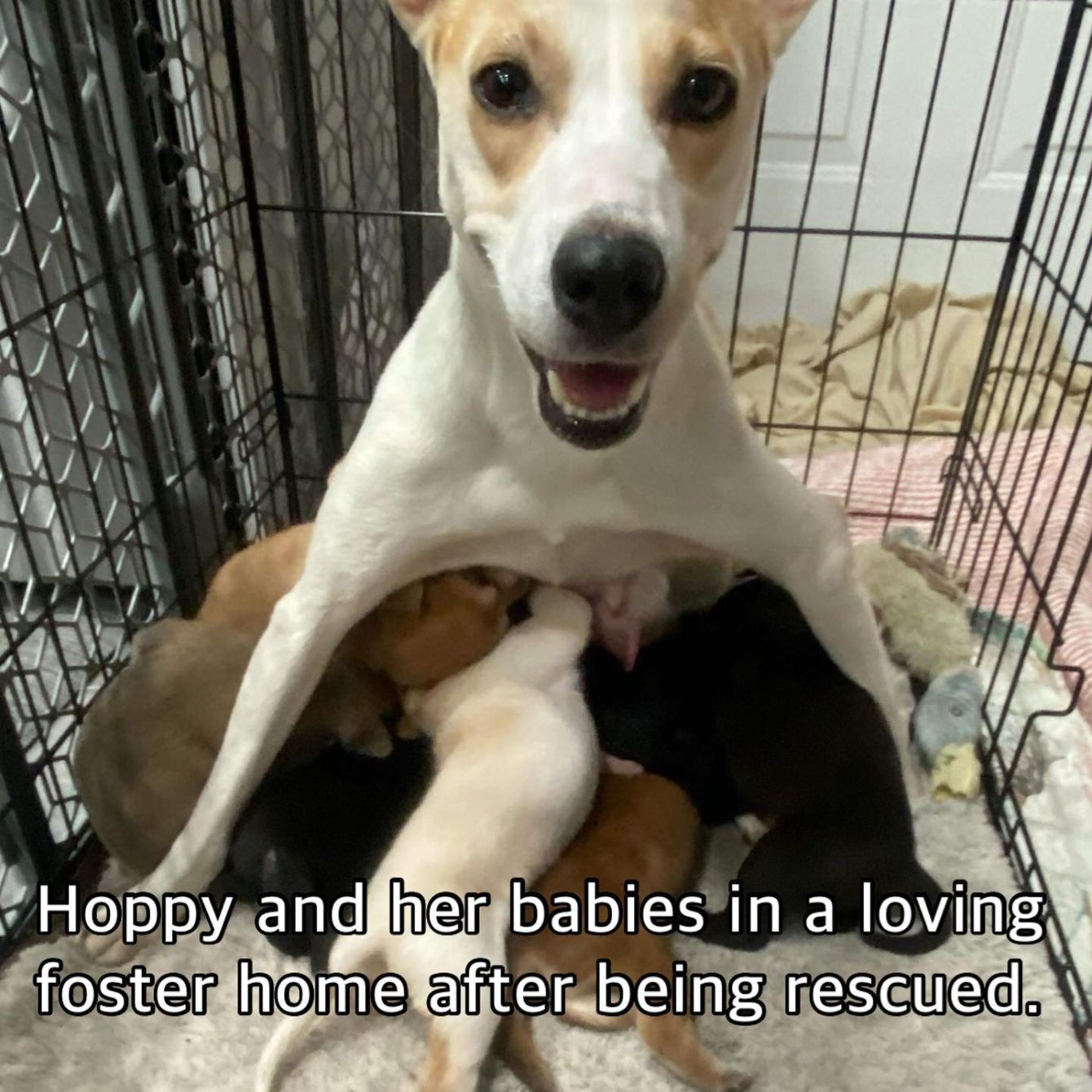 About the Love Dogs More - Black Design campaign on Bonfire 4