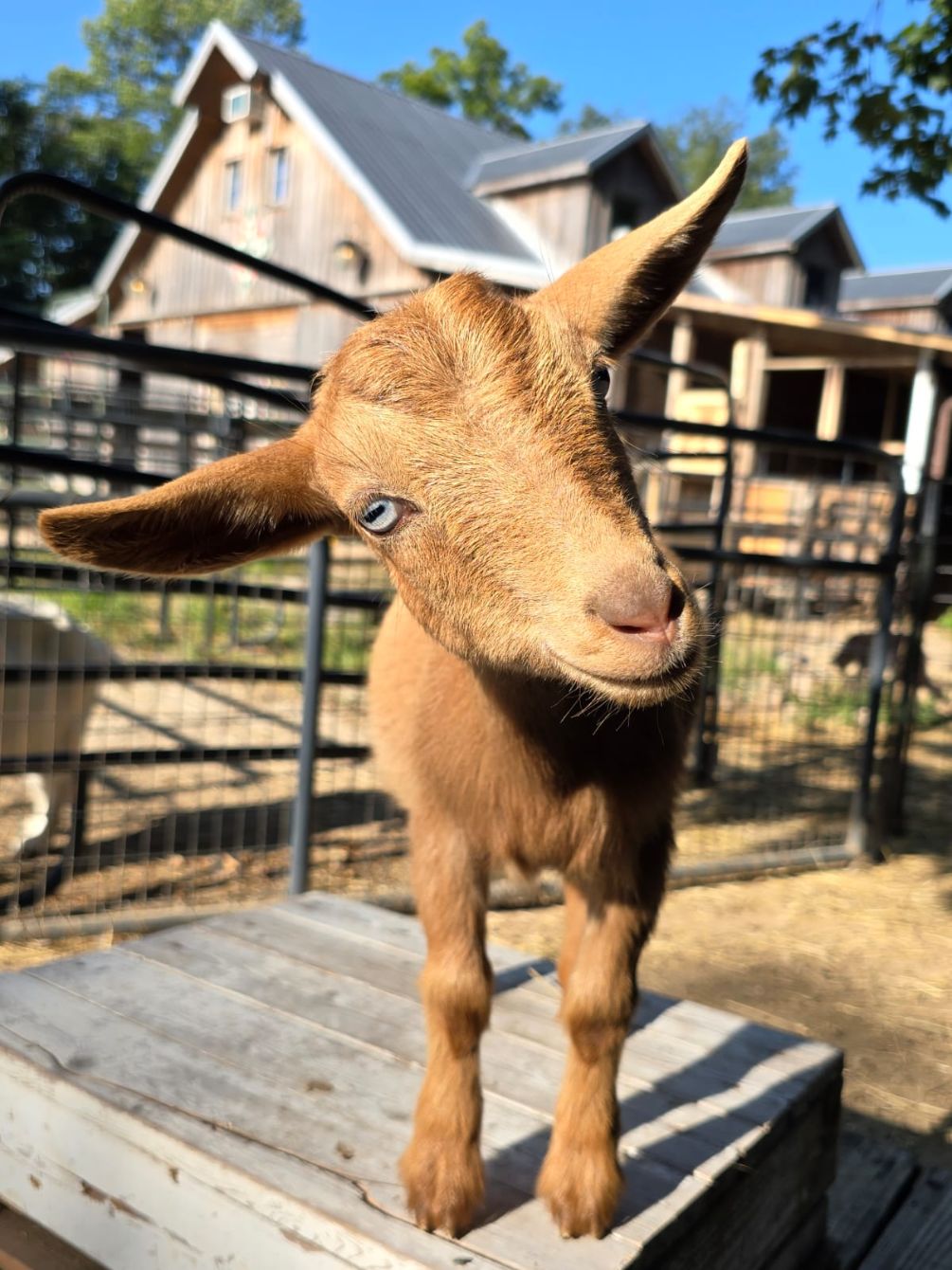 About the WoodHaven Rescue Farm campaign on Bonfire 2