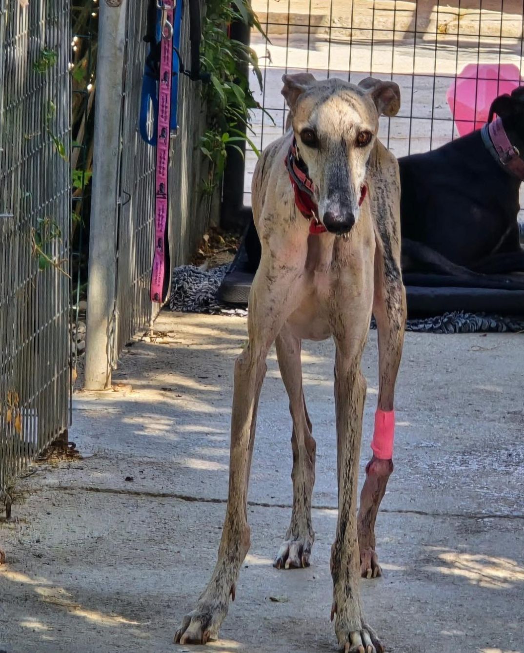 About the Brave like a Galgo campaign on Bonfire 2