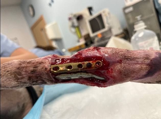 About the Brave like a Galgo campaign on Bonfire 6