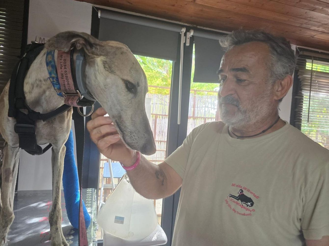 About the Brave like a Galgo campaign on Bonfire 4