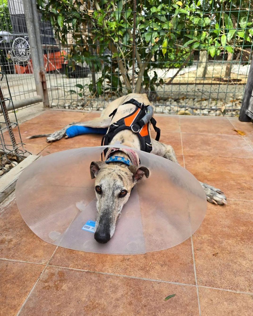 About the Brave like a Galgo campaign on Bonfire 5