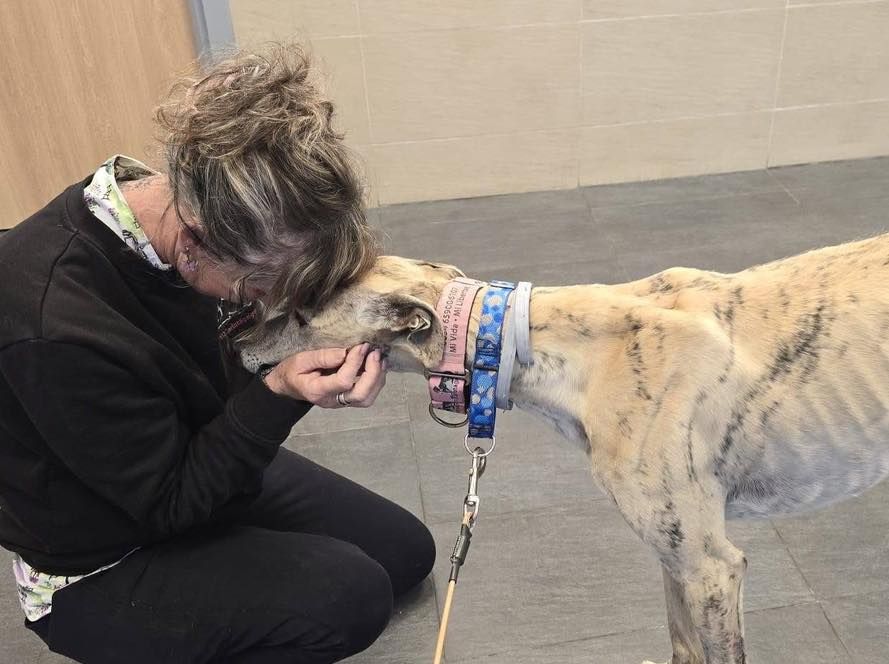 About the Brave like a Galgo campaign on Bonfire 3