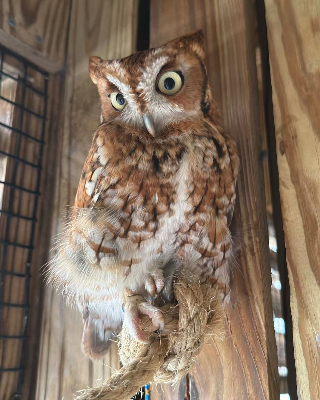 About the Spice Girls: Screech Owls campaign on Bonfire 1