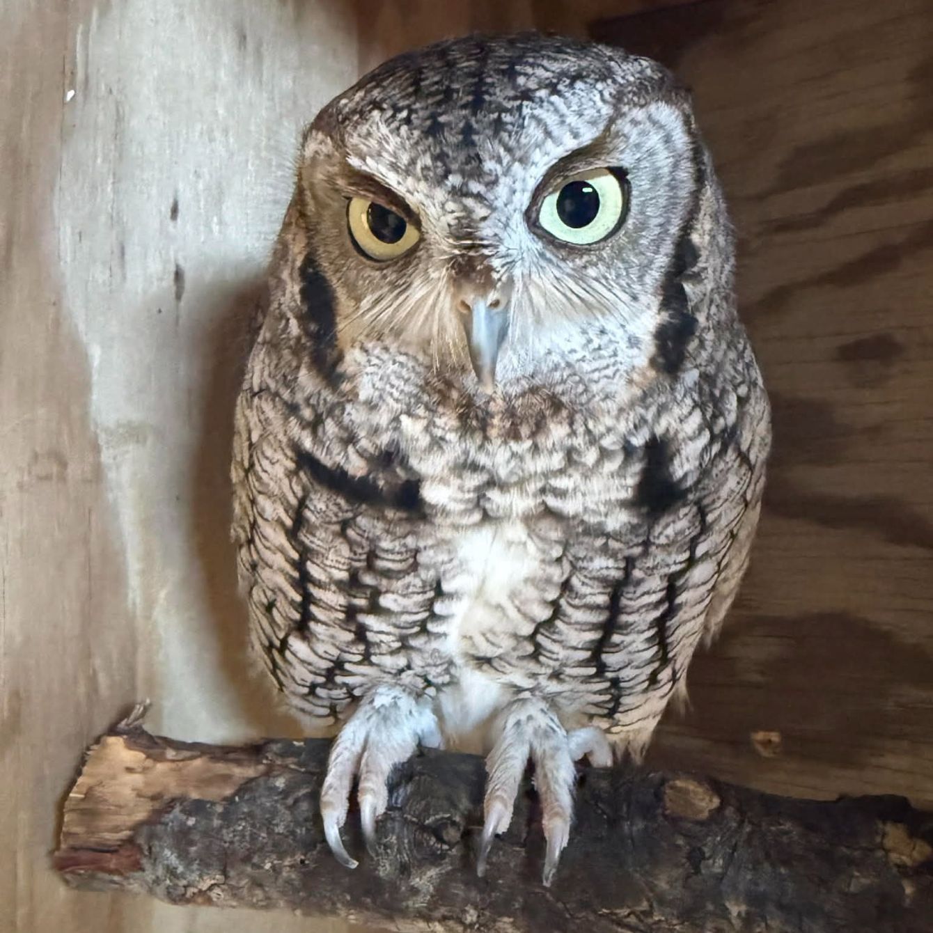 About the Spice Girls: Screech Owls campaign on Bonfire 2