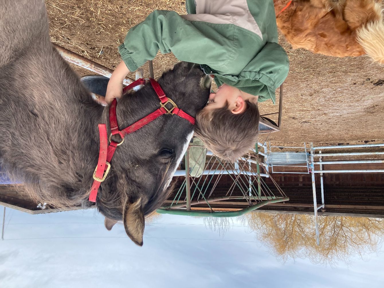 About the Lark Ranch Rescue and Rehabilitation&nbsp; campaign on Bonfire 2