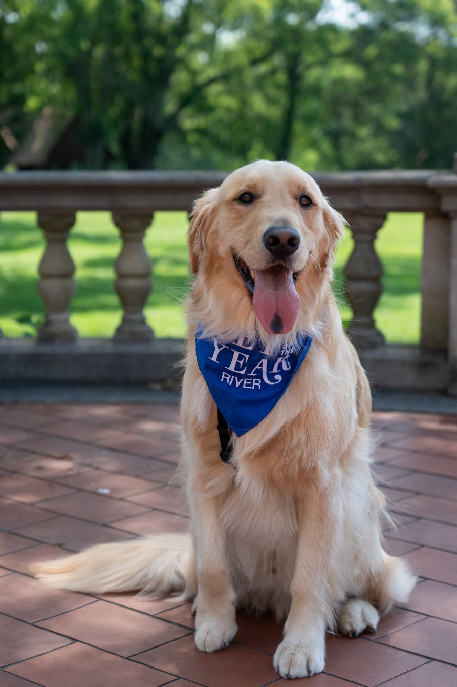 About the Leaning in with a golden heart campaign on Bonfire 2