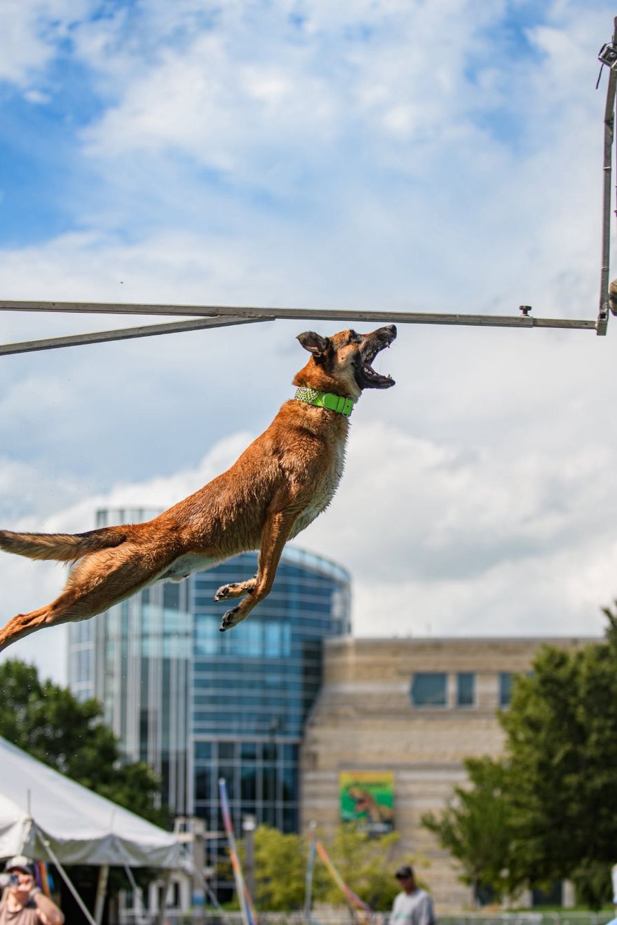 About the Knack's Trip to DockDogs Worlds! campaign on Bonfire 2