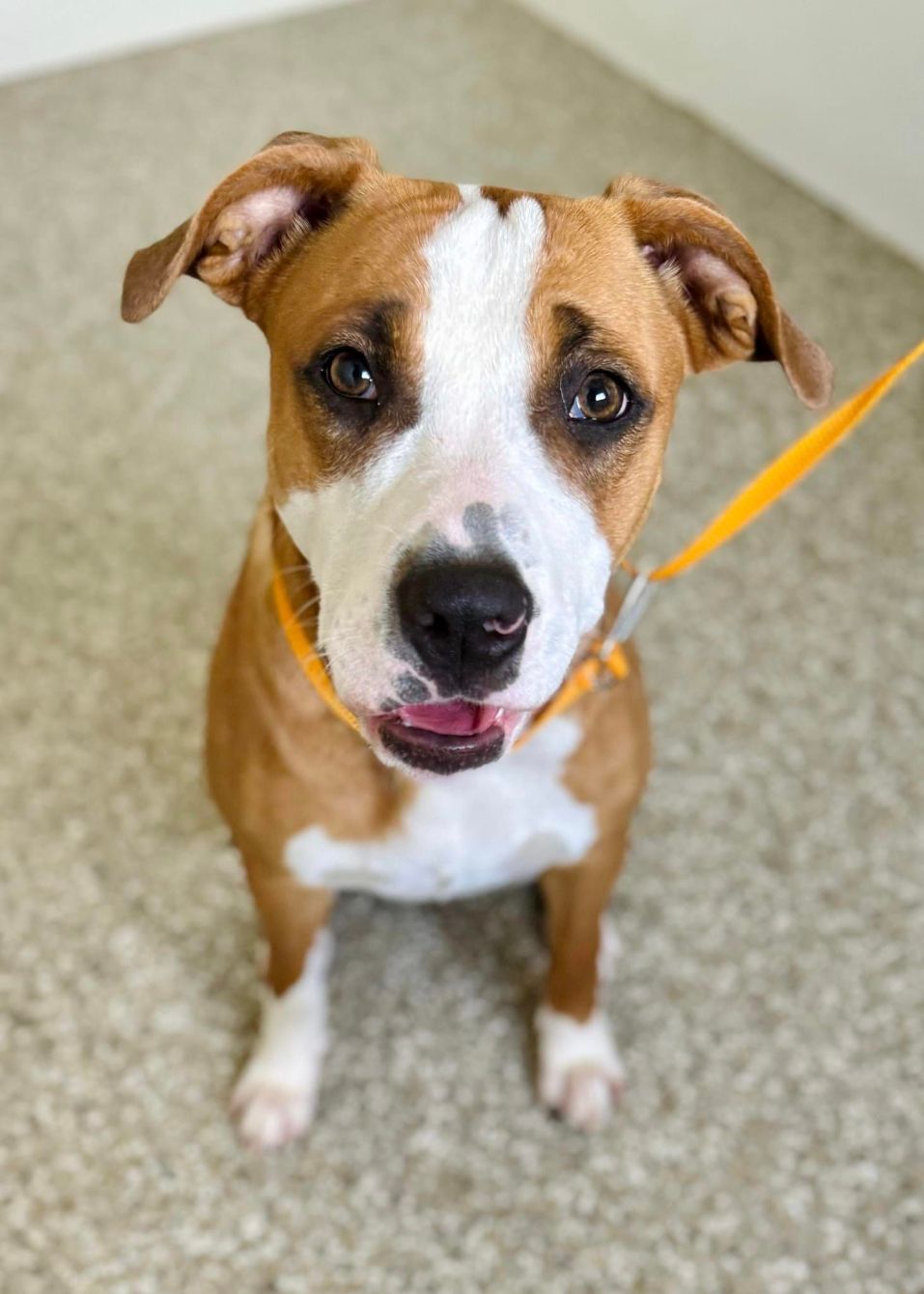 About the Rescued is My Favorite Breed&nbsp; campaign on Bonfire 3