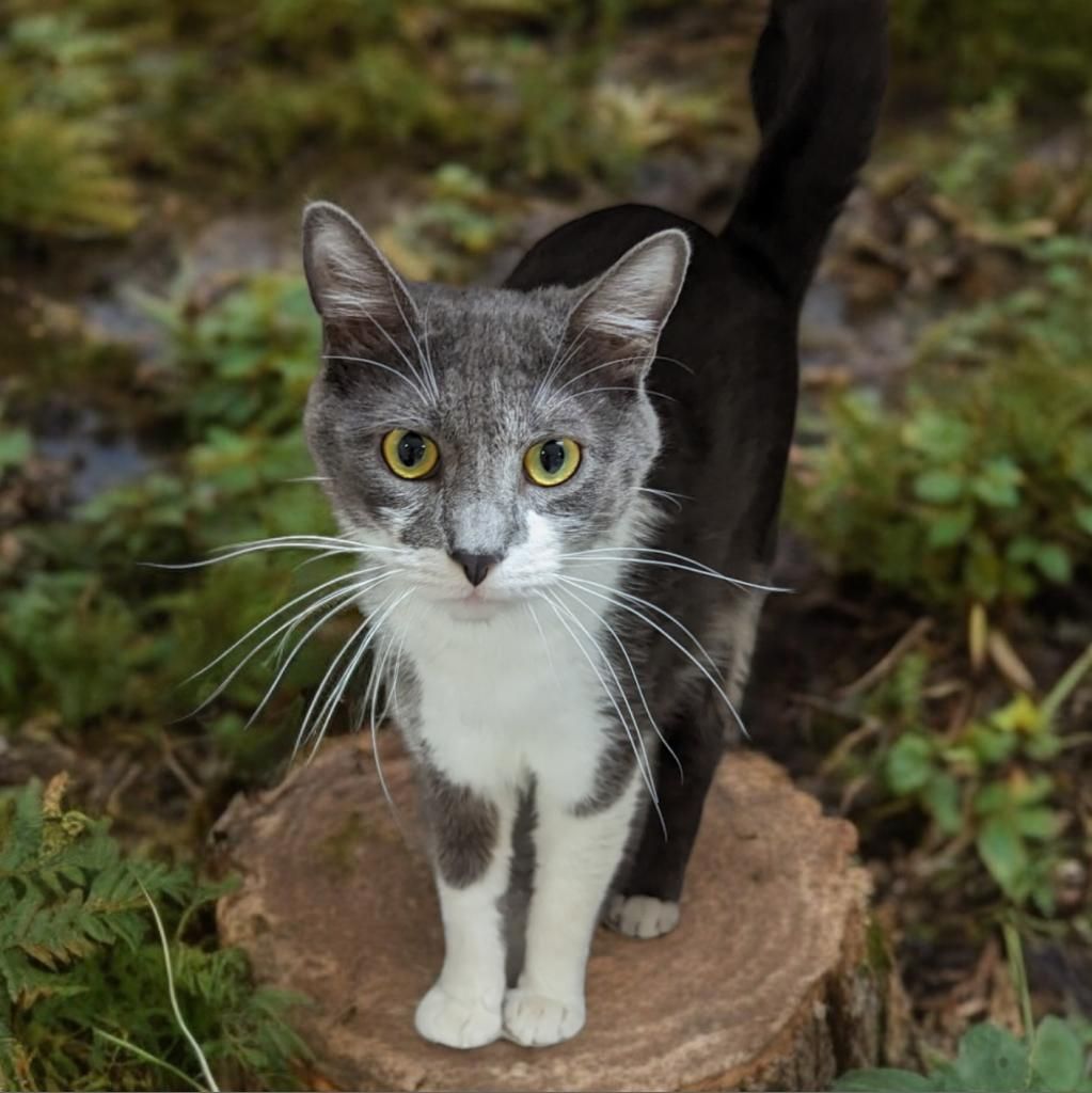 About the Rescued is My Favorite Breed&nbsp; campaign on Bonfire 2