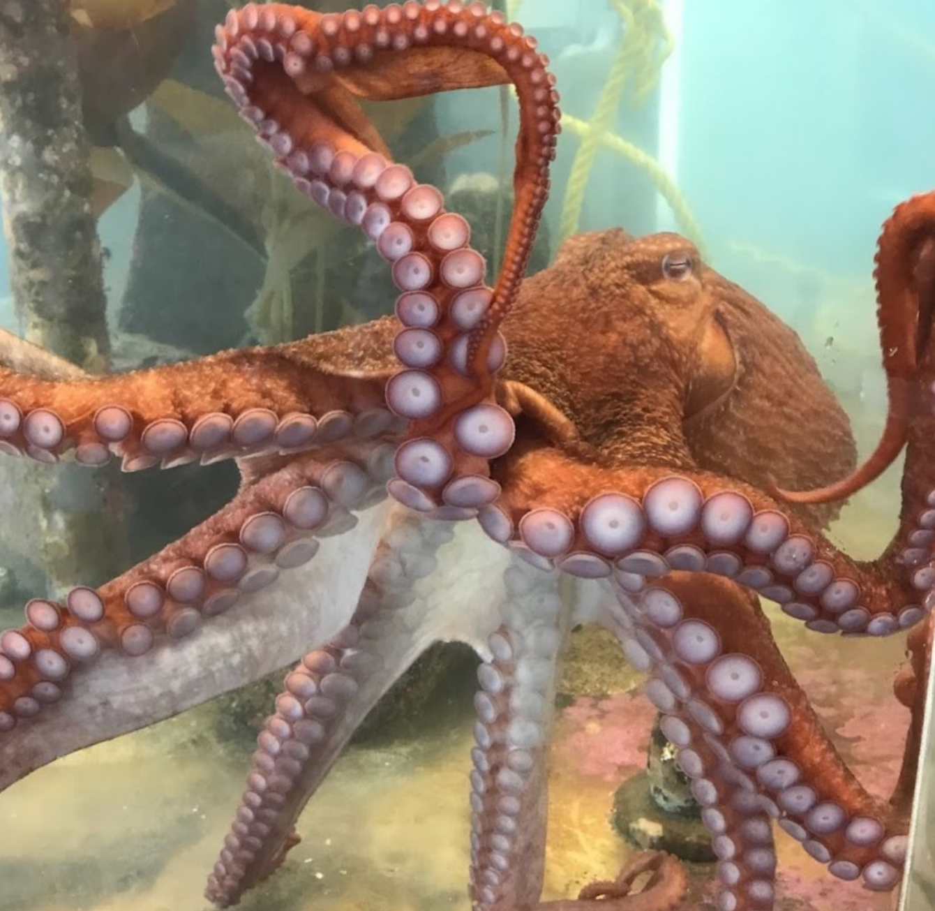 About the Port Townsend Marine Science Center campaign on Bonfire 2