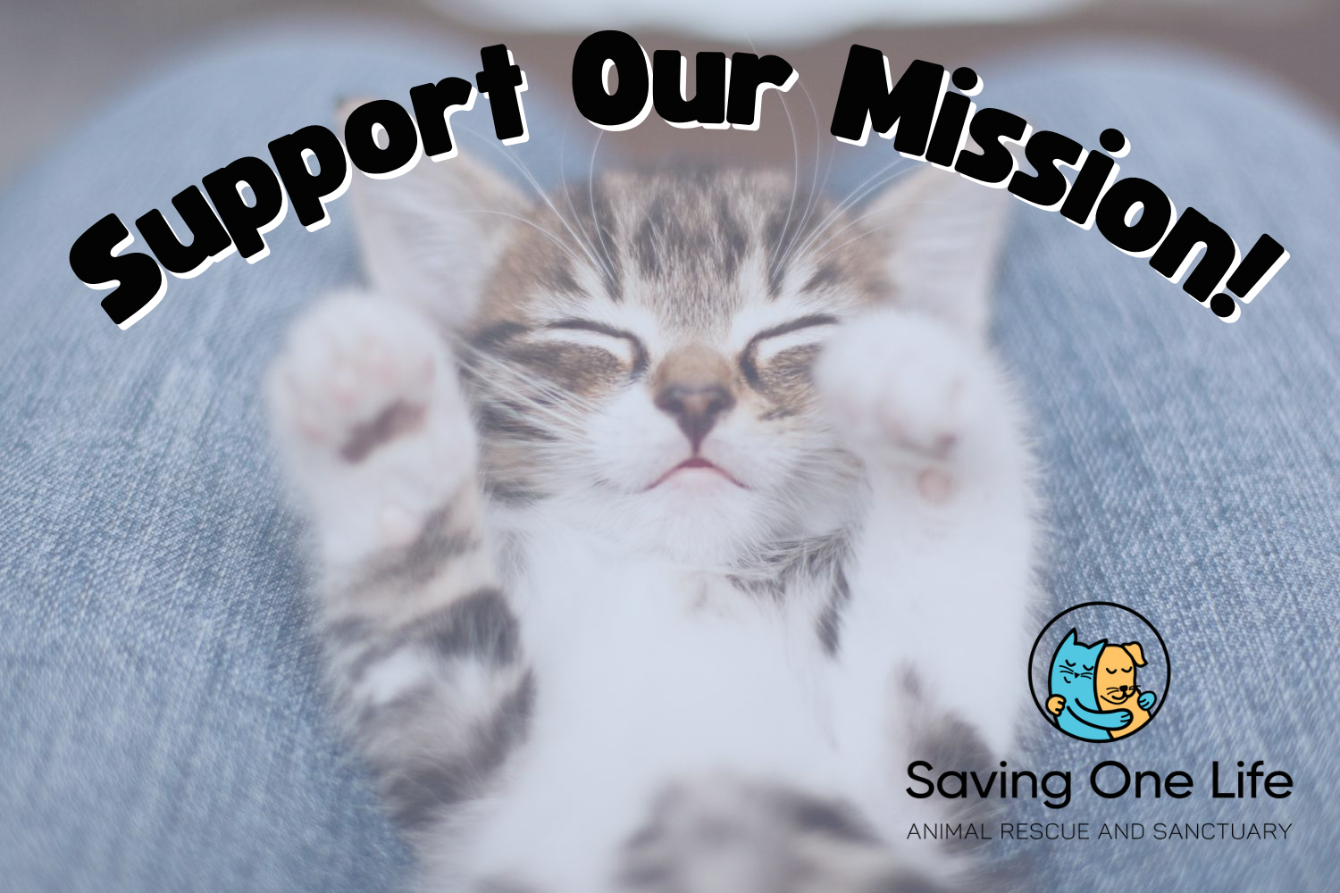 About the Saving One Life campaign on Bonfire 2