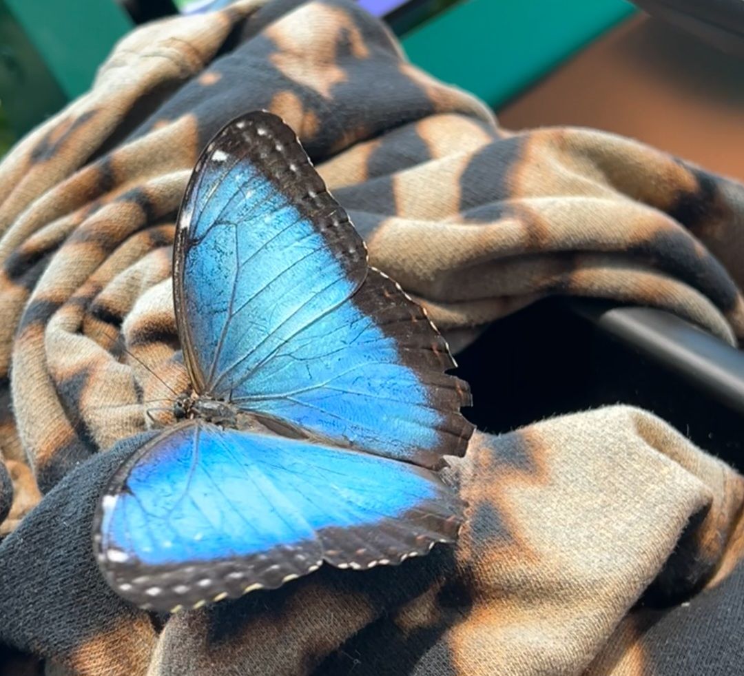 About the Harper's Angelversary Memorial ? campaign on Bonfire 3