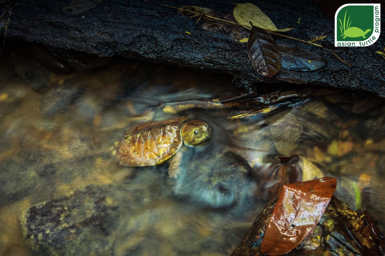 About the ATP Big-headed Turtle T-shirt (English) campaign on Bonfire 5