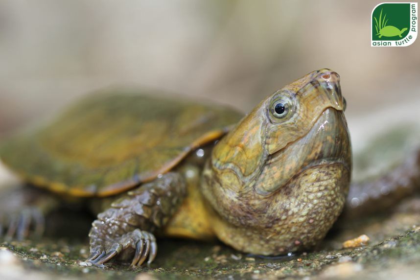 About the ATP Big-headed Turtle T-shirt (English) campaign on Bonfire 2