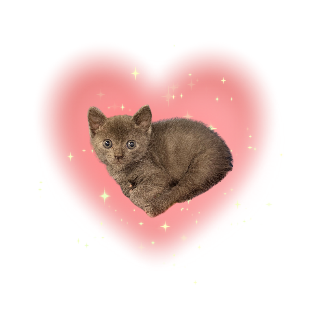 About the Stray Cat Alliance - Heart campaign on Bonfire 2
