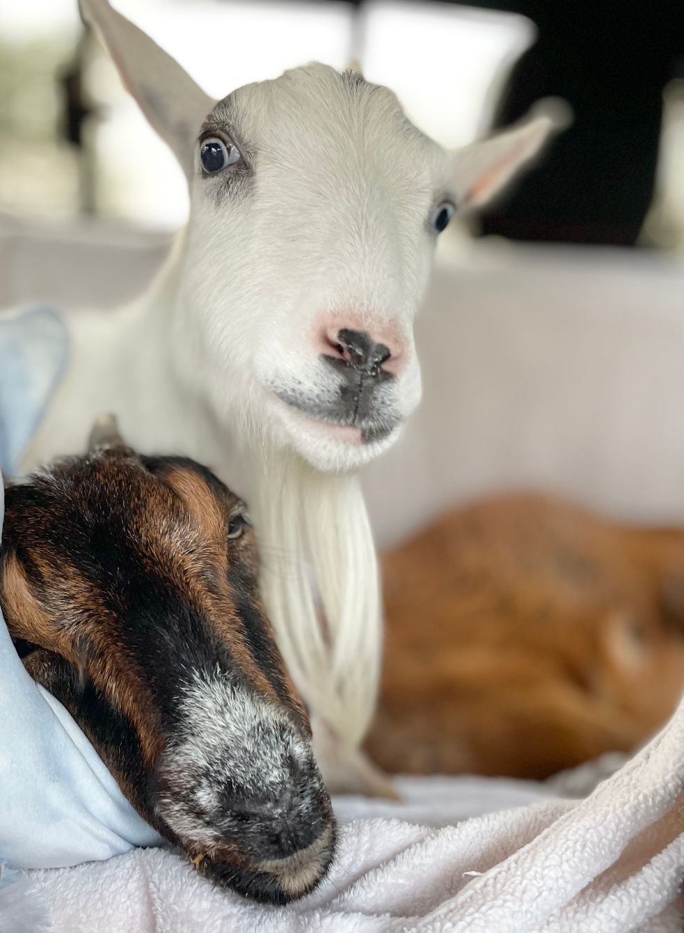 About the Believe in Miracles&nbsp; campaign on Bonfire 2