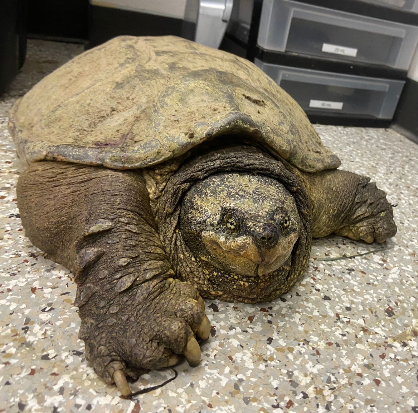 About the  campaign on Bonfire 4