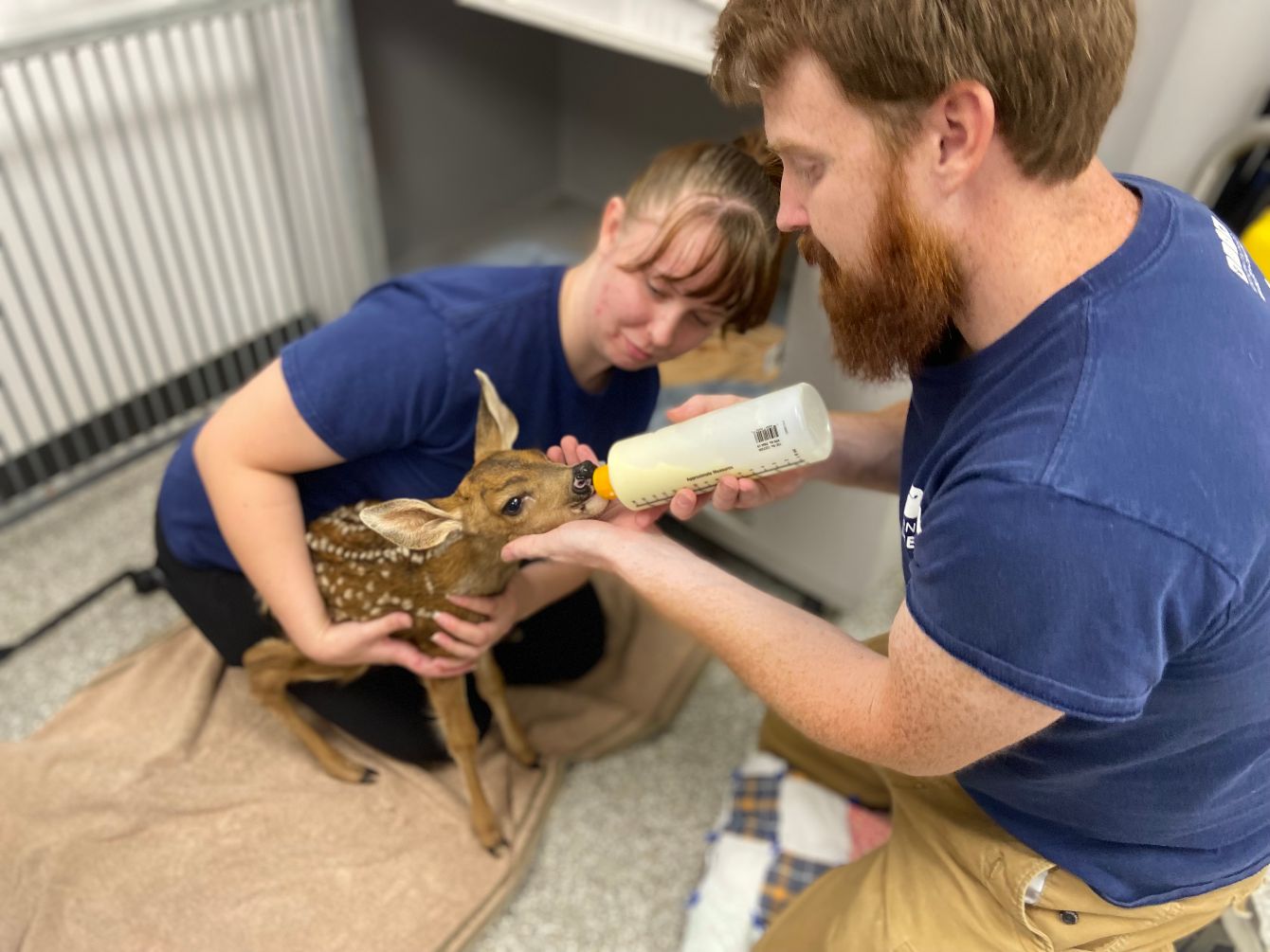 About the  campaign on Bonfire 2