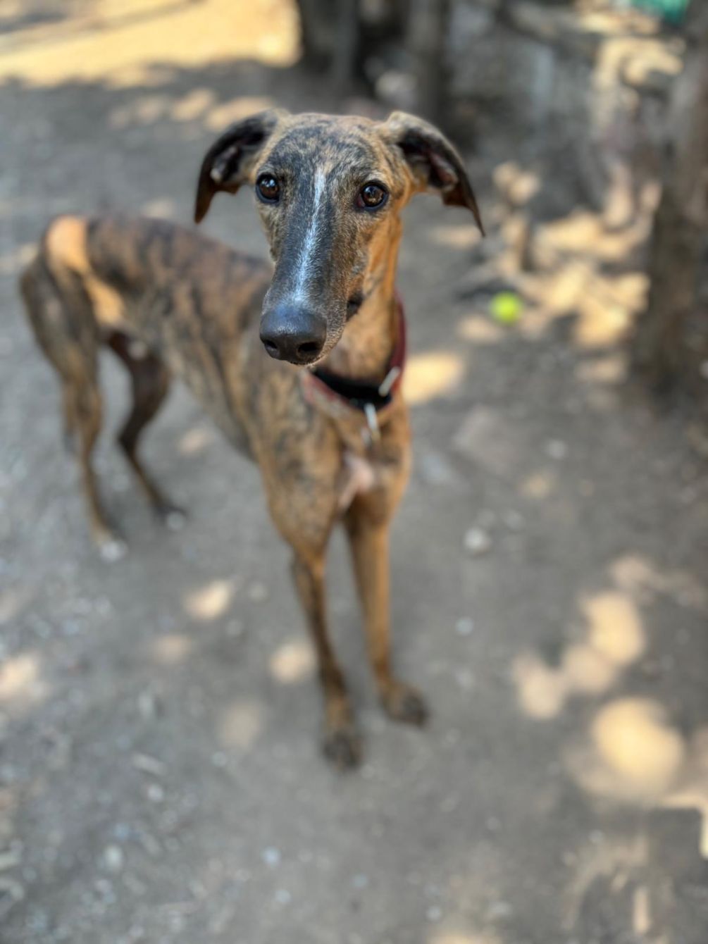 About the For the Love of Galgos campaign on Bonfire 2