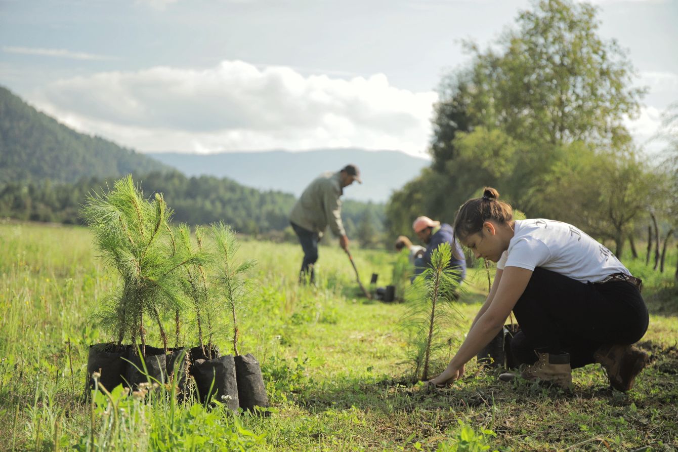 About the Forests For Monarchs Logo campaign on Bonfire 2