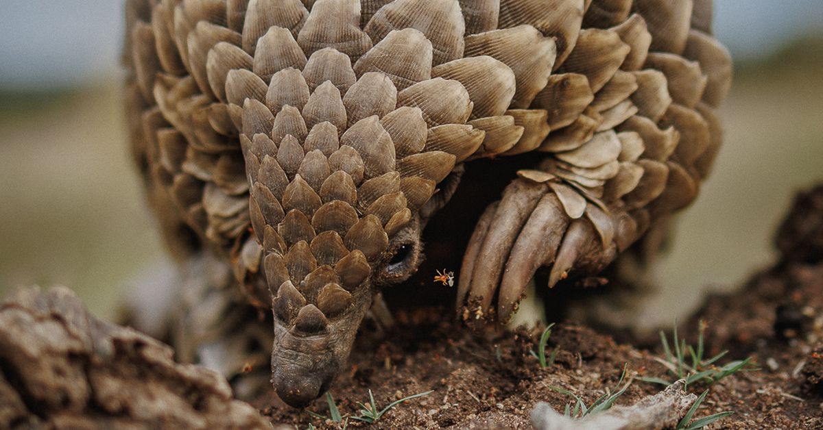 About the  campaign on Bonfire 2