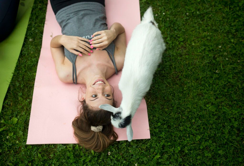 About the Bleating Heart Yogis campaign on Bonfire 2