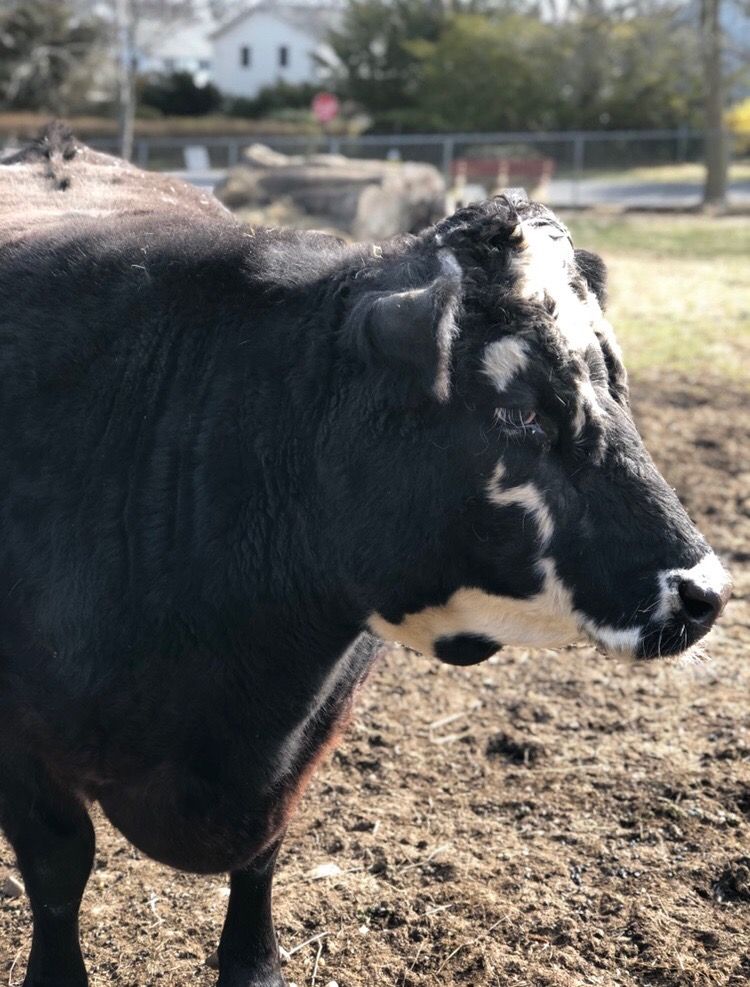 About the Lewis Oliver Farm Sanctuary campaign on Bonfire 2