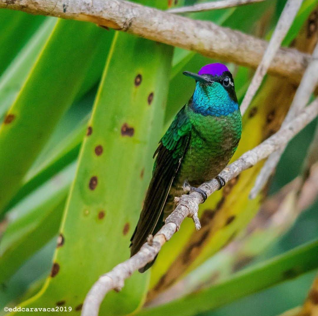 About the Doodle Sloth campaign on Bonfire 2