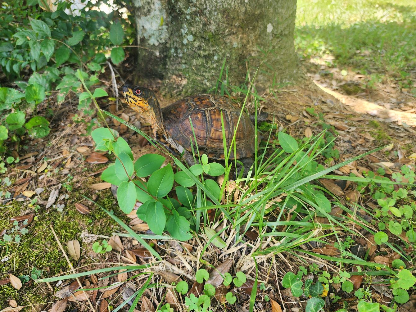 About the Benny, the Eastern Box Turtle campaign on Bonfire 2