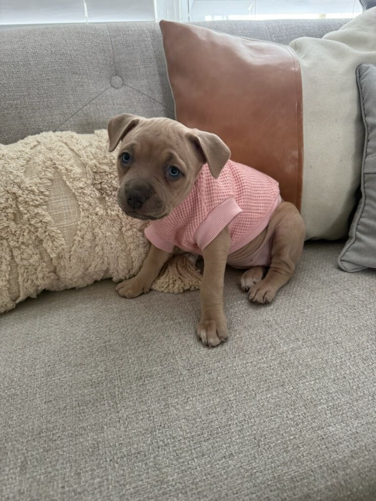 About the "The Cuteness" Puppies campaign on Bonfire 4