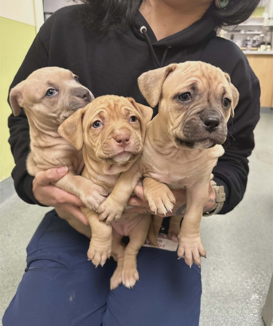 About the "The Cuteness" Puppies campaign on Bonfire 2