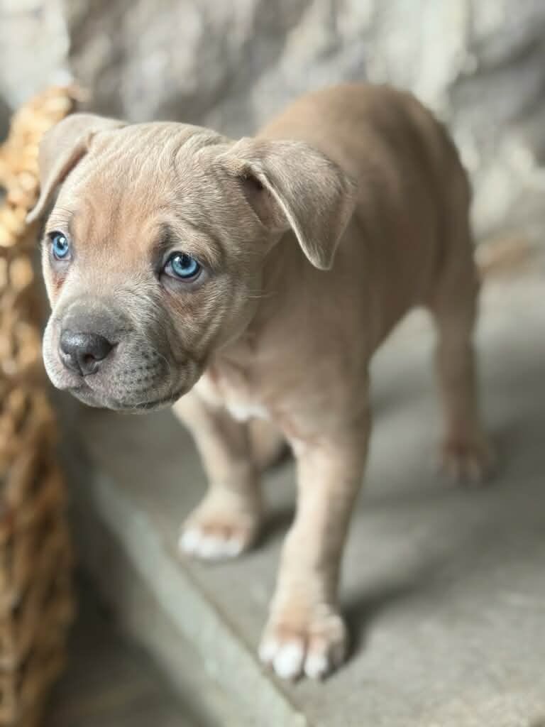 About the "The Cuteness" Puppies campaign on Bonfire 3