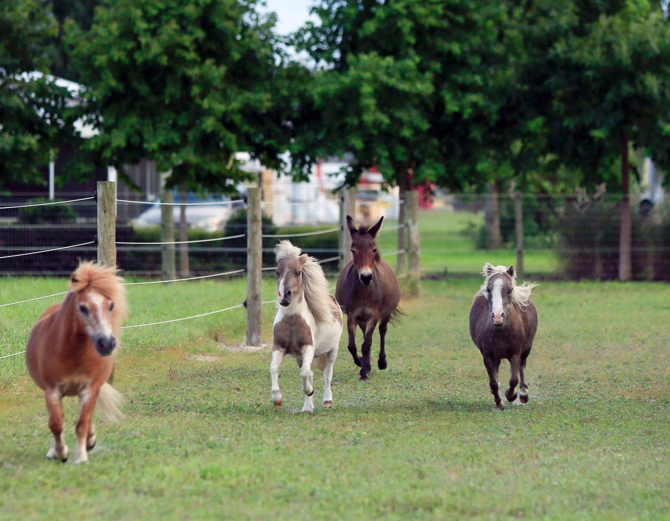 About the Hope Equine Rescue Enrichment Fundraiser campaign on Bonfire 2