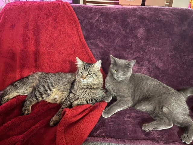 About the Mercer Island Eastside Orphans & Waifs campaign on Bonfire 3