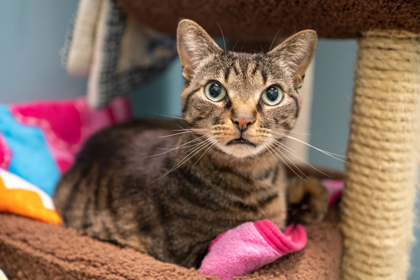 About the Mercer Island Eastside Orphans & Waifs campaign on Bonfire 1